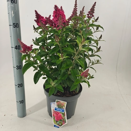 Schmetterlingsstrauch (Buddleja davidii Butterfly Candy® Little Ruby)