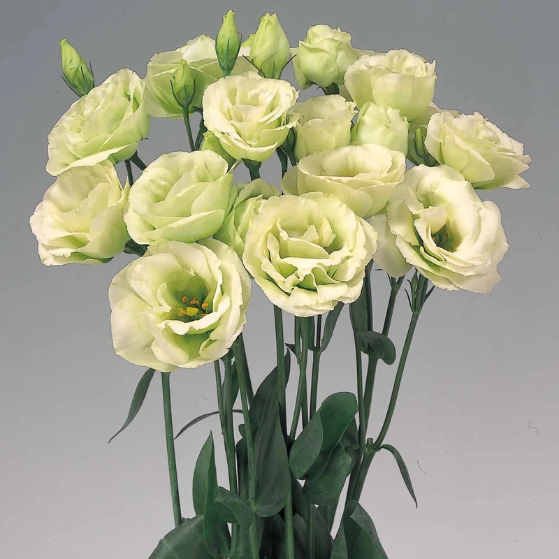 Lisianthus Rosita 2 Green Seeds, Unique Green-Tinted Blooms for Elegant Gardens & Bouquets