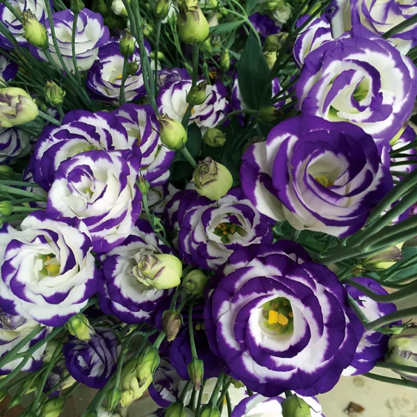 Lisianthus Rosita 2 Blue Picotee Seeds, Elegant White Blooms with Blue Edges for Stunning Gardens & Bouquets