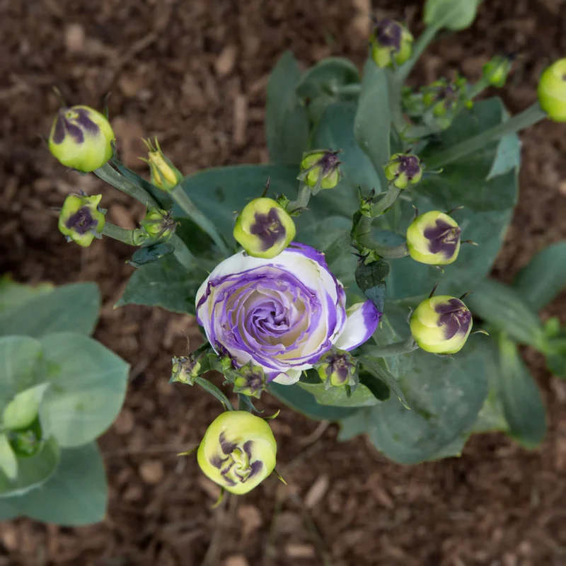 Lisianthus Rosita 2 Blue Picotee Seeds, Elegant White Blooms with Blue Edges for Stunning Gardens & Bouquets
