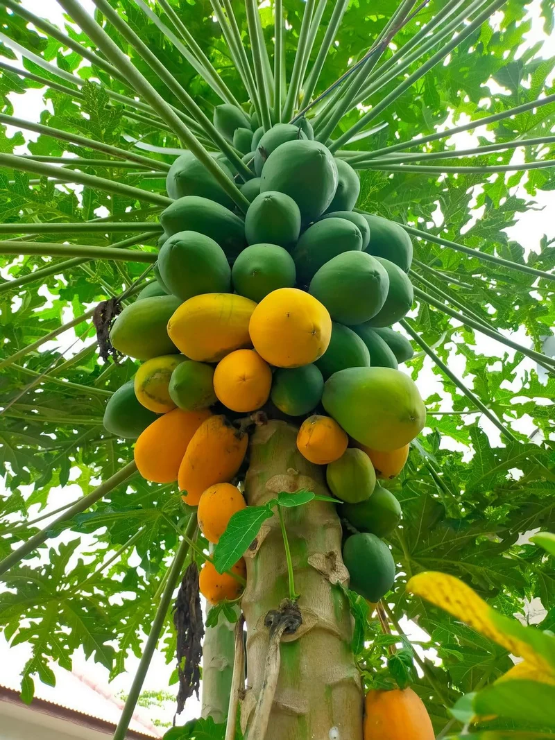 Red Lady Papaya Seeds for Planting – High-Yield, Sweet Tropical Fruit