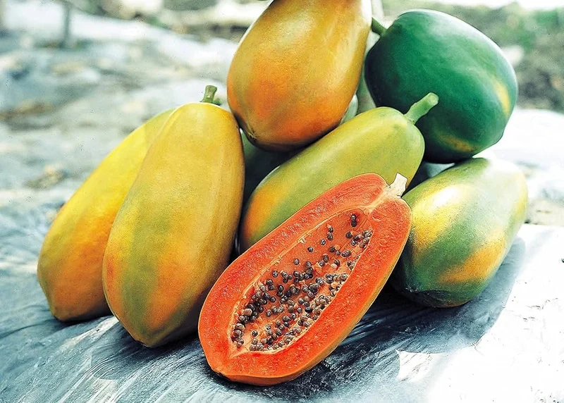 Red Lady Papaya Seeds for Planting – High-Yield, Sweet Tropical Fruit