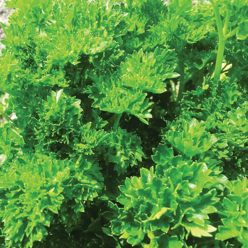Triple Curled Parsley Seeds – Heirloom, Non-GMO Culinary Herb for Home & Garden