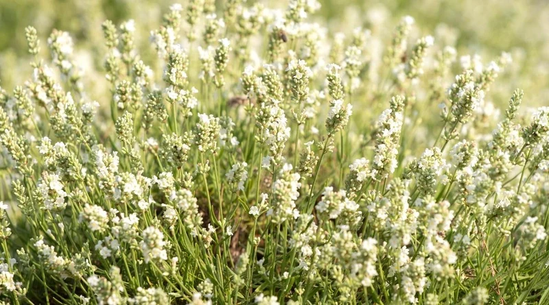 Creamy White Lavender Seeds – Soft Fragrant Blooms for Gardens & Landscaping