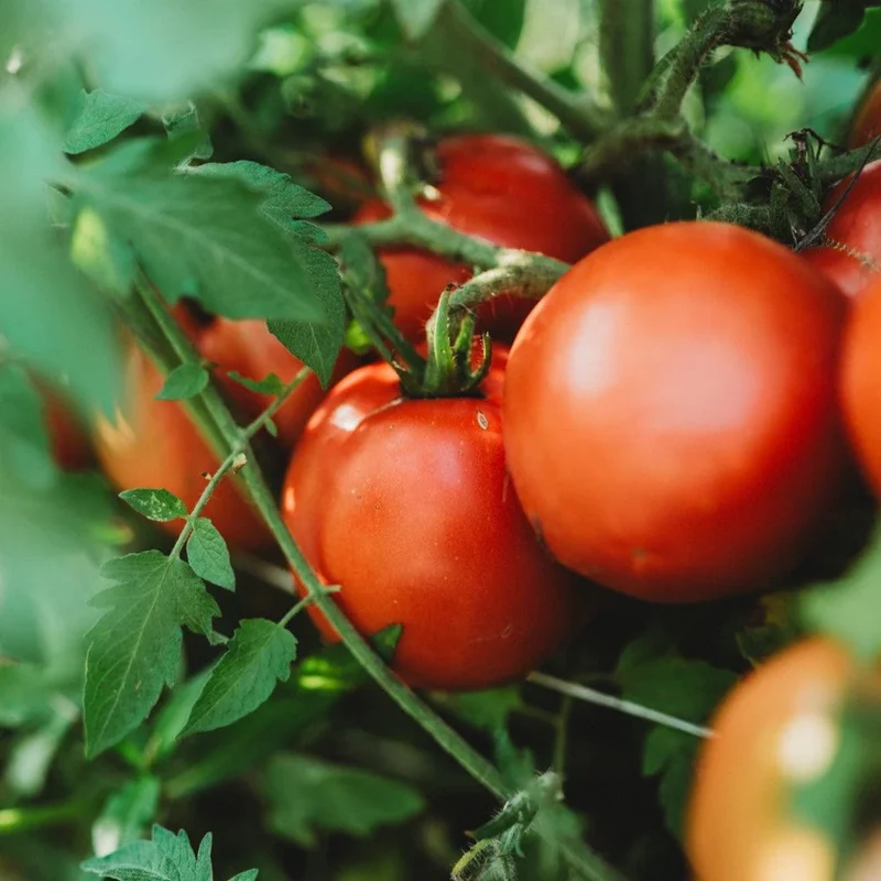Short Seasons Tomato Seeds - Fast-Growing, Compact Variety for Quick Harvests