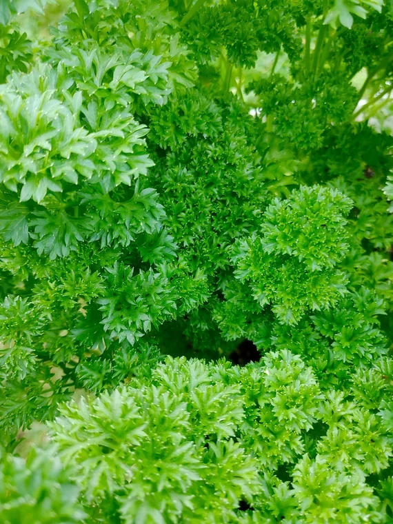 Curly Leaf Parsley Seeds for Planting – Heirloom, Non-GMO, Organic Herb Seeds – Easy to Grow, Fresh Culinary Garnish & Garden Essential