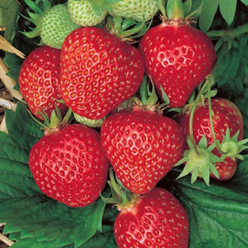 Ogallala Strawberry Seeds for Planting – Everbearing, Hardy & Sweet Berries