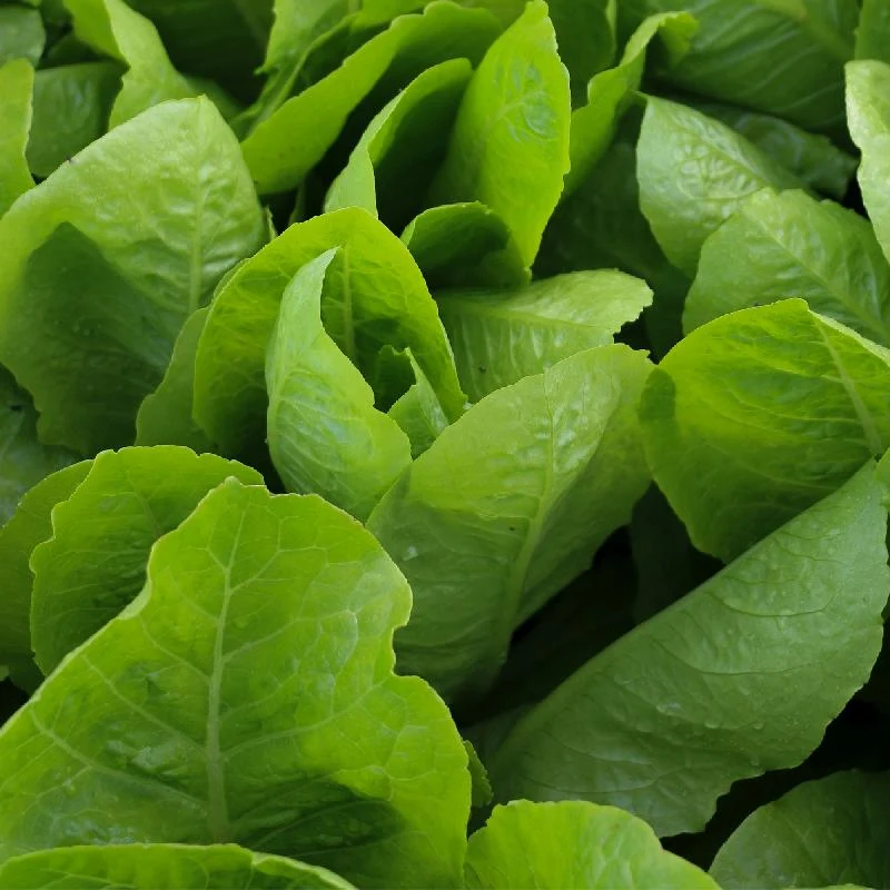 Jericho Lettuce Seeds – Heat-Tolerant, Crisp & Sweet Romaine