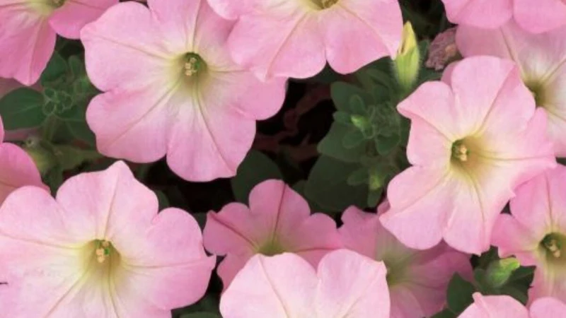 Blush Pink Petunia Seeds – Soft Romantic Blooms for Gardens & Hanging Baskets