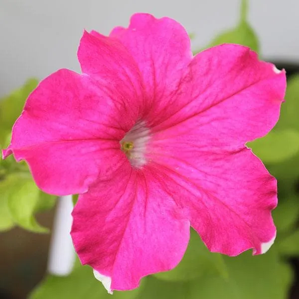 Rose Pink Petunia Seeds – Lush Vibrant Blooms for Gardens & Hanging Baskets