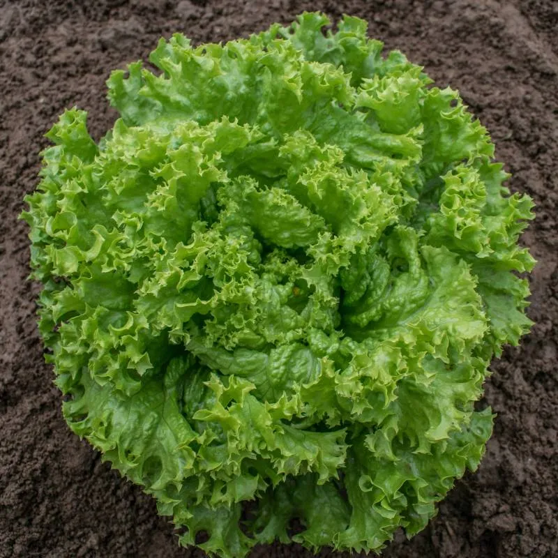 Lollo Bionda Lettuce Seeds – Crisp, Frilly Leaves for Fresh Salads