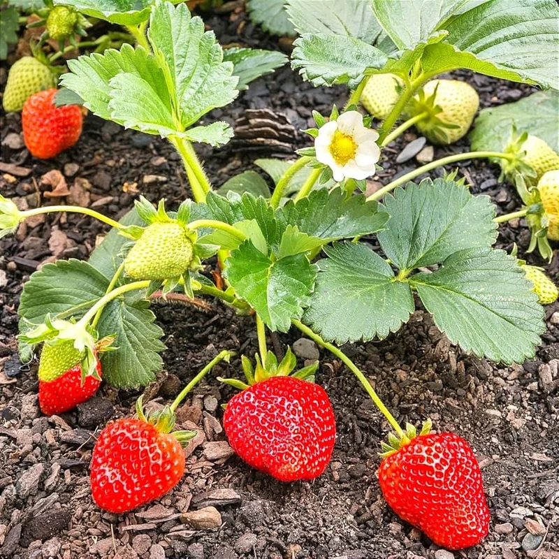 Seascape Strawberry Seeds for Planting – Everbearing, Sweet & Juicy Berries