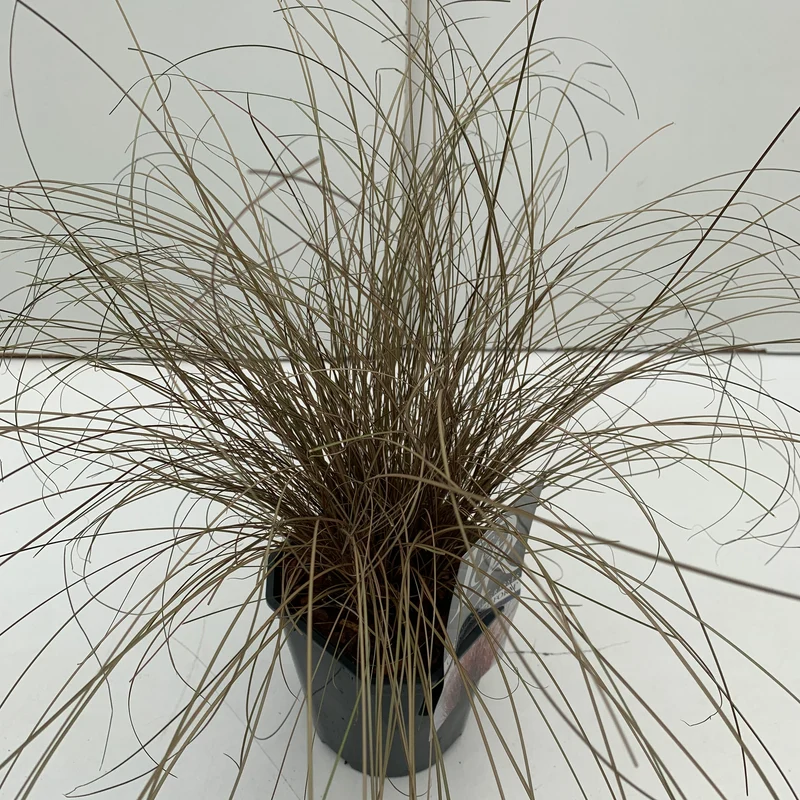 Zegge (Carex 'Bronze Form')