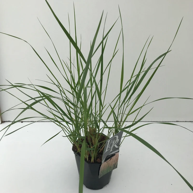 Struisriet (Calamagrostis 'Karl Foerster')