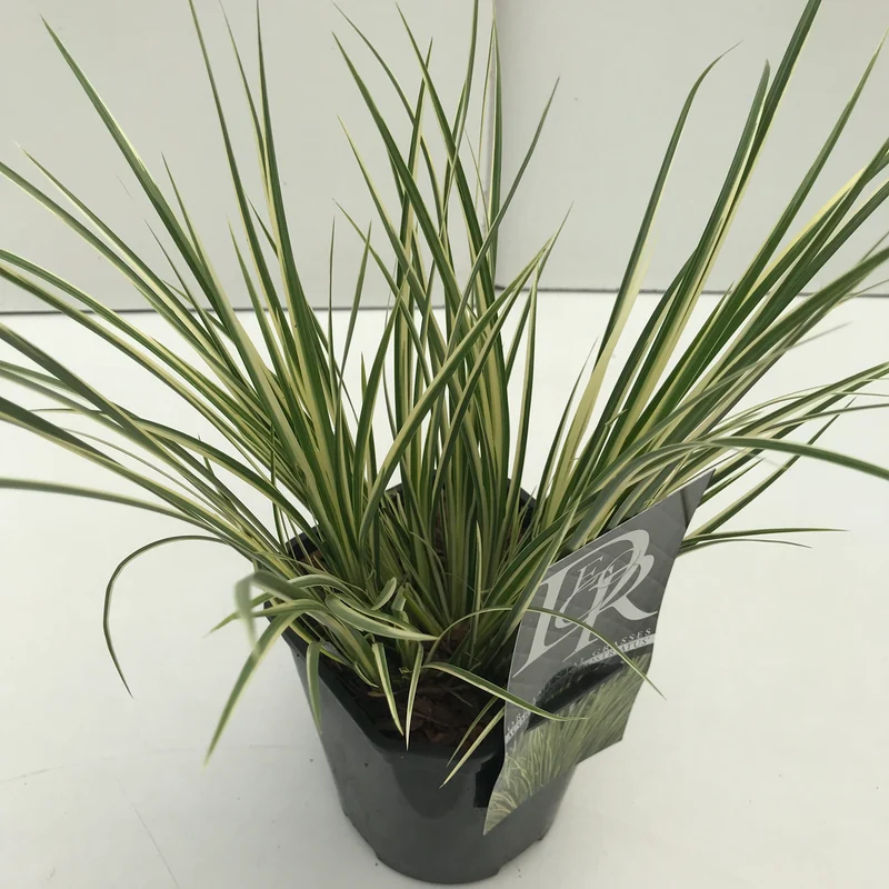 Bonte Kalmoes (Acorus 'Argenteostriatus)
