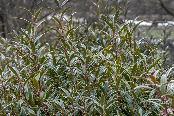 Mäusedorn (Sarcococca hookeriana Purple Gem)