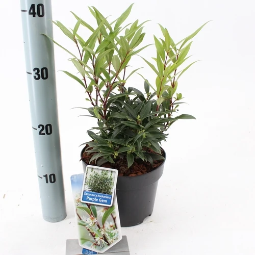 Mäusedorn (Sarcococca hookeriana Purple Gem)