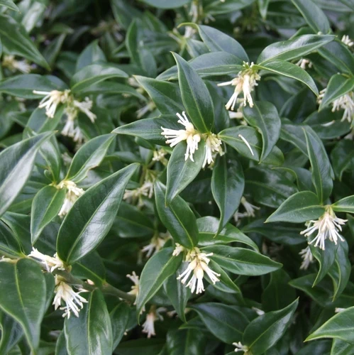 Süße Beere (Sarcococca confusa)