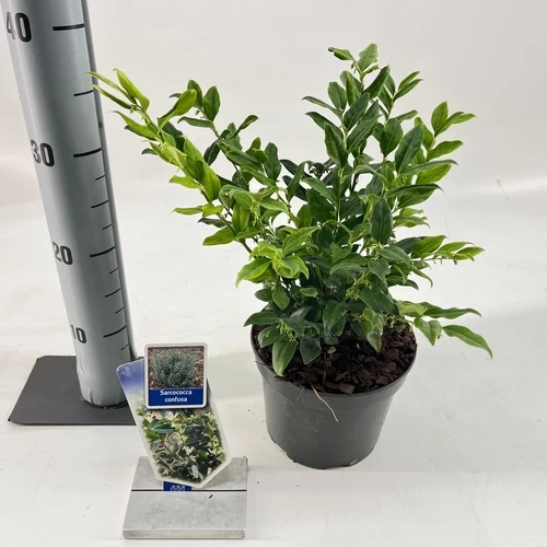 Süße Beere (Sarcococca confusa)