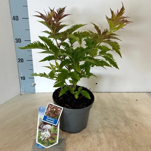 Holunder (Sambucus nigra Serenade'®)