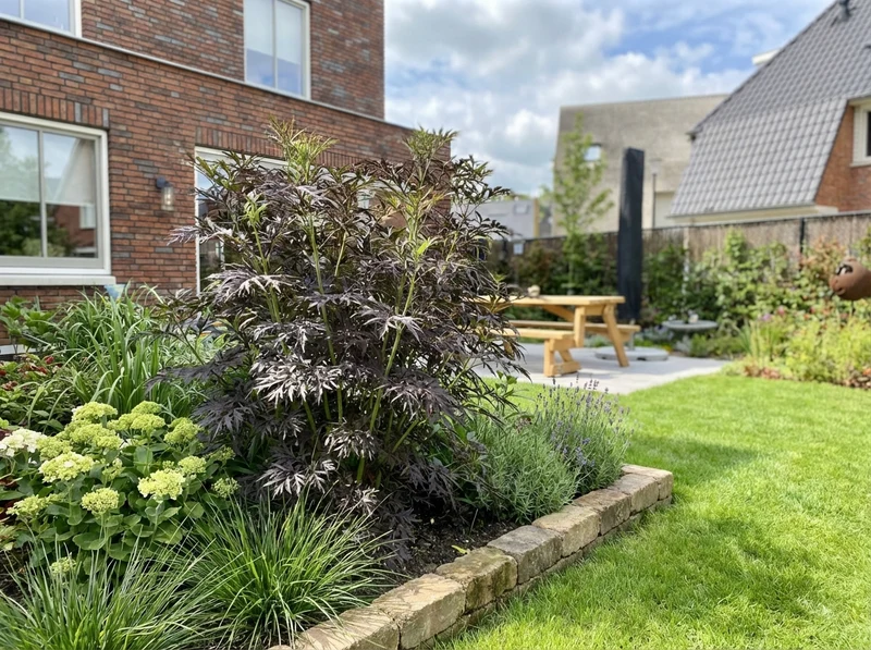 Holunder (Sambucus nigra Serenade'®)