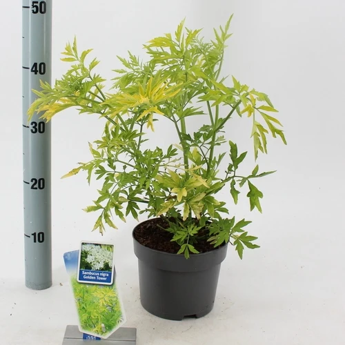 Gelber Holunder (Sambucus nigra Goldener Turm)