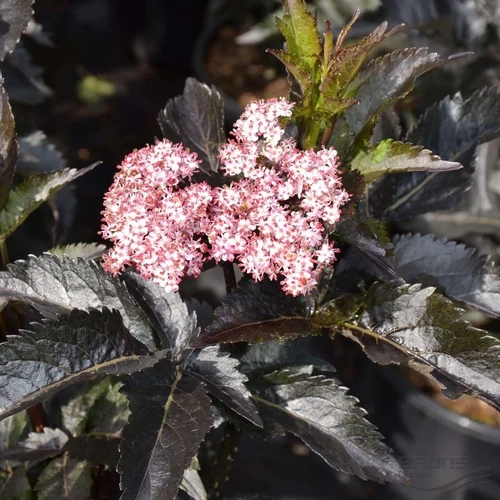 Schwarzer Holunder (Sambucus nigra Black Tower)