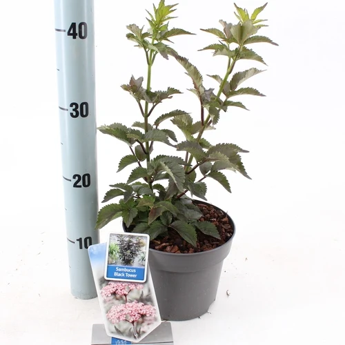Schwarzer Holunder (Sambucus nigra Black Tower)