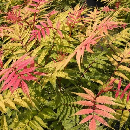 Ebereschen-Spierstrauch (Sorbaria sorb. 'Sem' PBR)