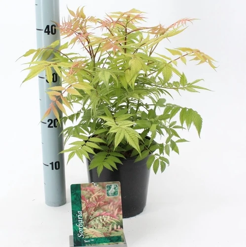 Ebereschen-Spierstrauch (Sorbaria sorb. 'Sem' PBR)