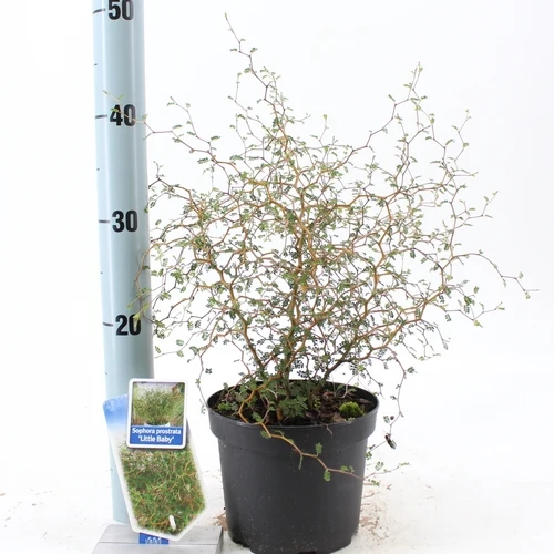 Honigbaum (Sophora prostata 'Little Baby')