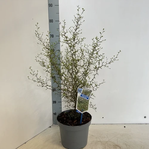 Honigbaum (Sophora prostata 'Little Baby')