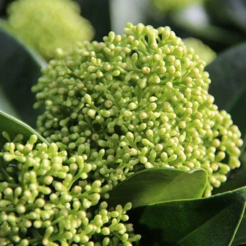 Skimmia (Skimmia jap. White Globe®)