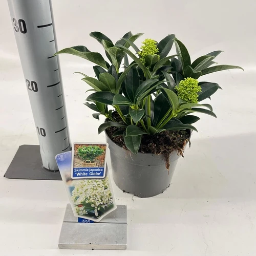 Skimmia (Skimmia jap. White Globe®)