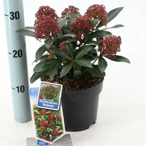 Skimmia (Skimmia jap. 'Rubella')