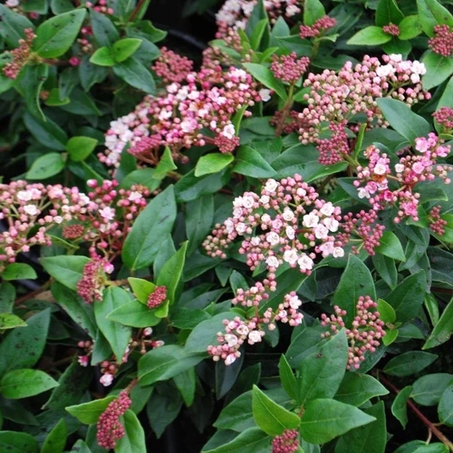 Schneeball (Viburnum tinus 'Eve Price')
