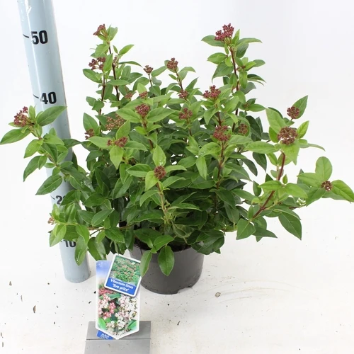Schneeball (Viburnum tinus 'Eve Price')