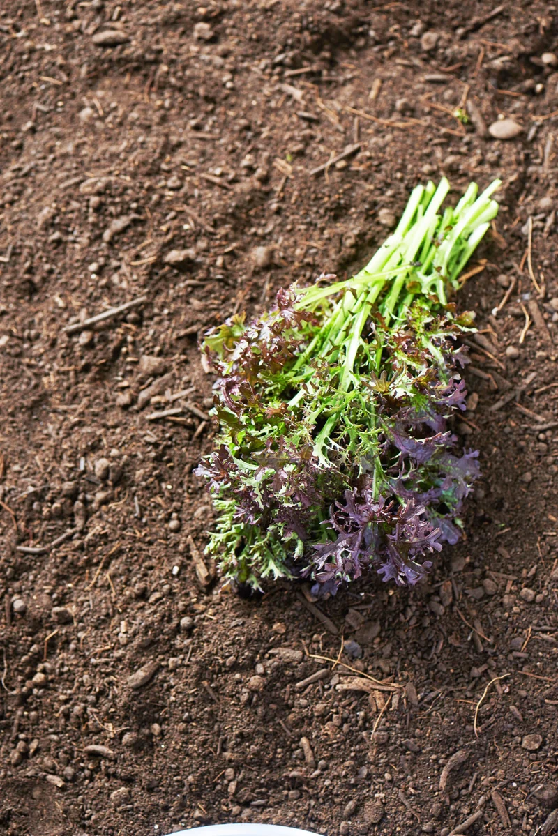 Bio-Asia-Salat 'Purple Frills'