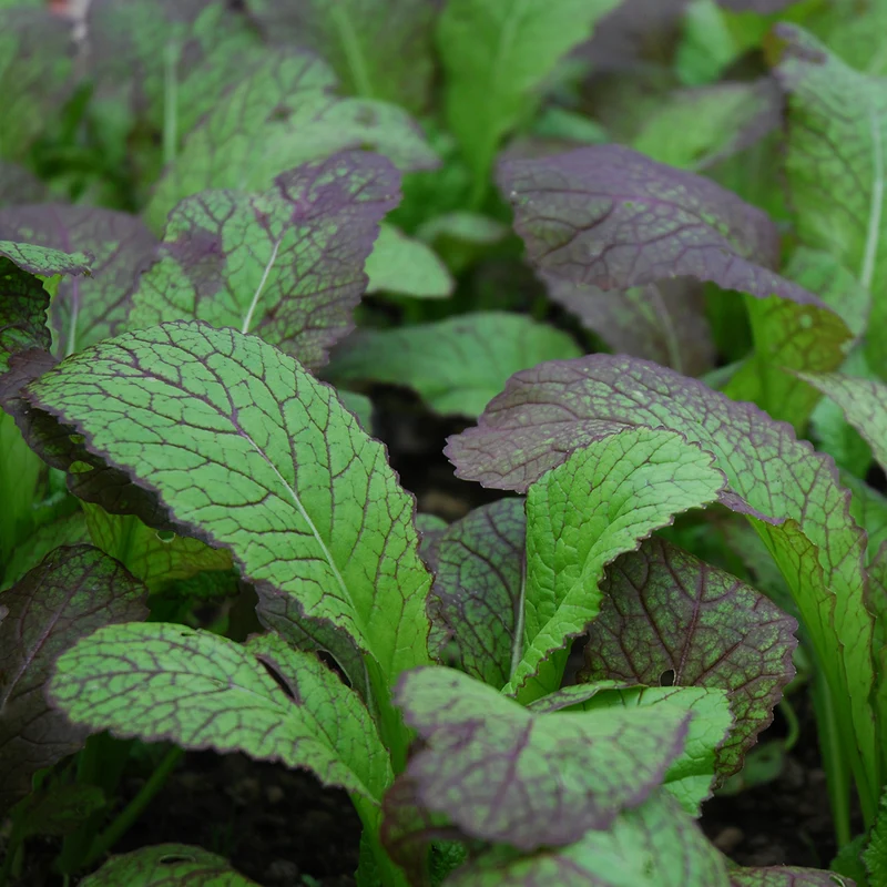 Bio-Asia-Salat 'Red Giant'