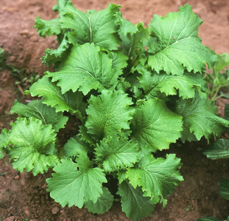 Bio-Asia-Salat 'Green in Snow'