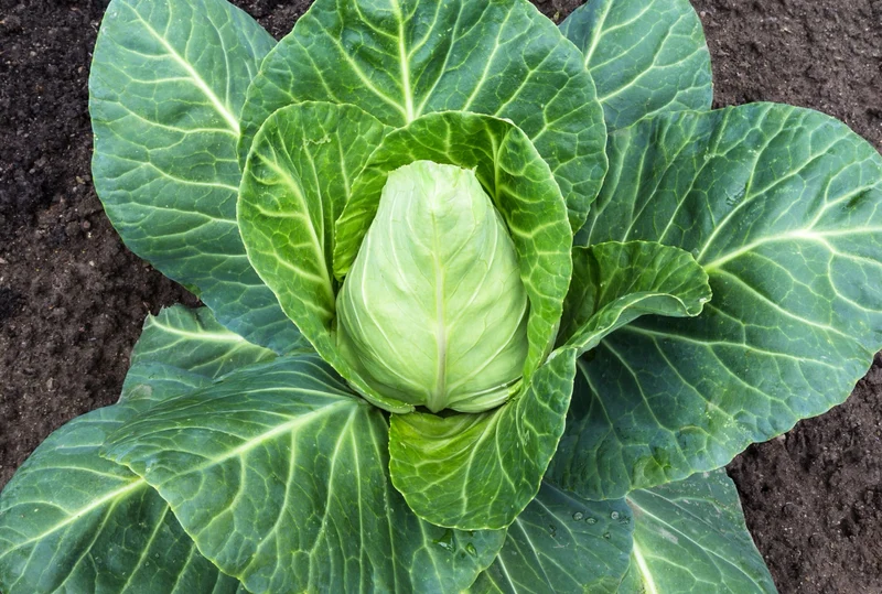 Bio-Spitzkohl 'Chateaurenard'