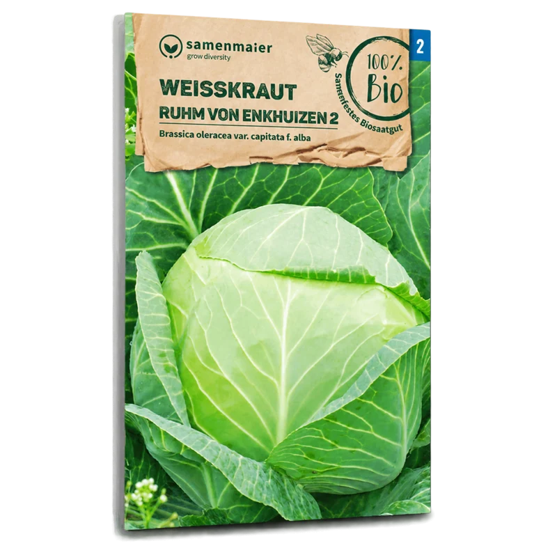 Bio-Weißkohl 'Ruhm von Enkhuizen 2'