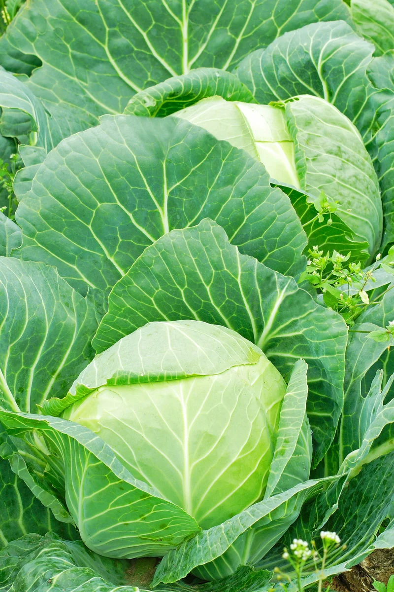 Bio-Weißkohl 'Ruhm von Enkhuizen 2'