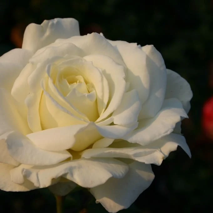Edelrose 'Memoire'® Reinweiß-Creme