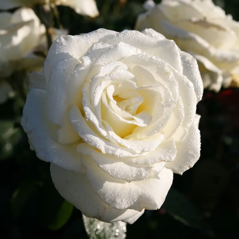 Edelrose 'Memoire'® Reinweiß-Creme