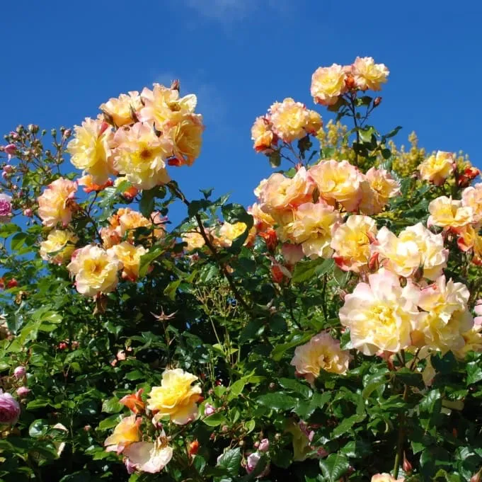 Kletterrose 'Moonlight'® Zitronengelb
