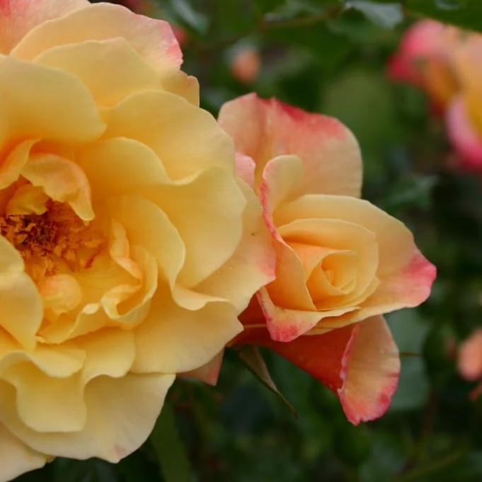 Kletterrose 'Moonlight'® Zitronengelb