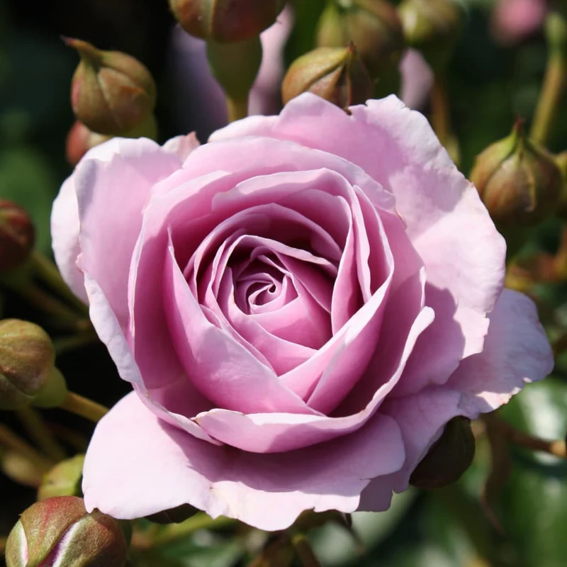 Beetrose 'Nautica'® Fliederfarben