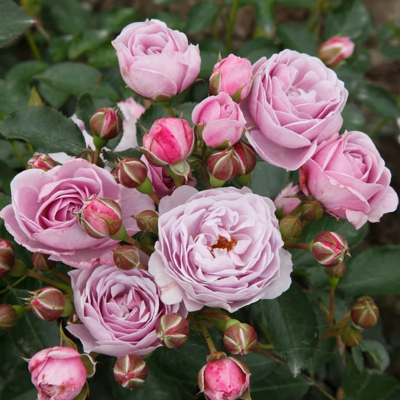 Beetrose 'Nautica'® Fliederfarben