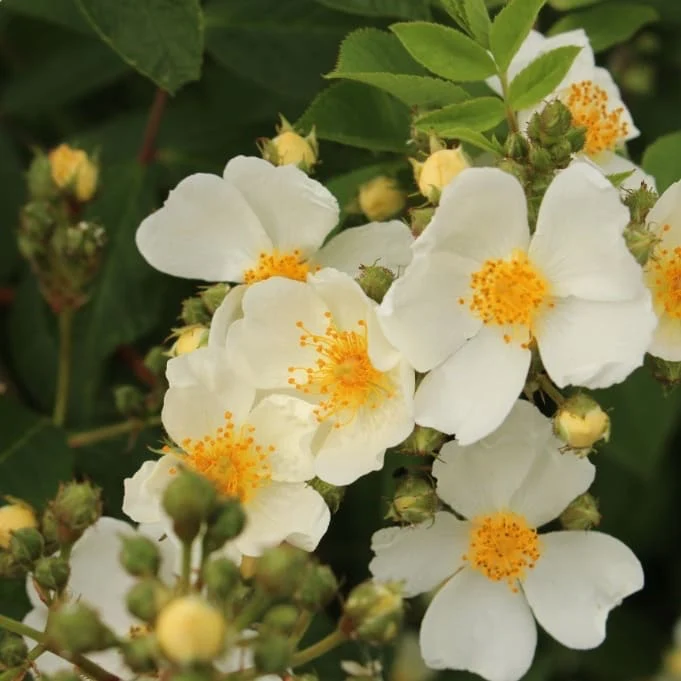 Ramblerrose 'Natura Siluetta'® Weiß